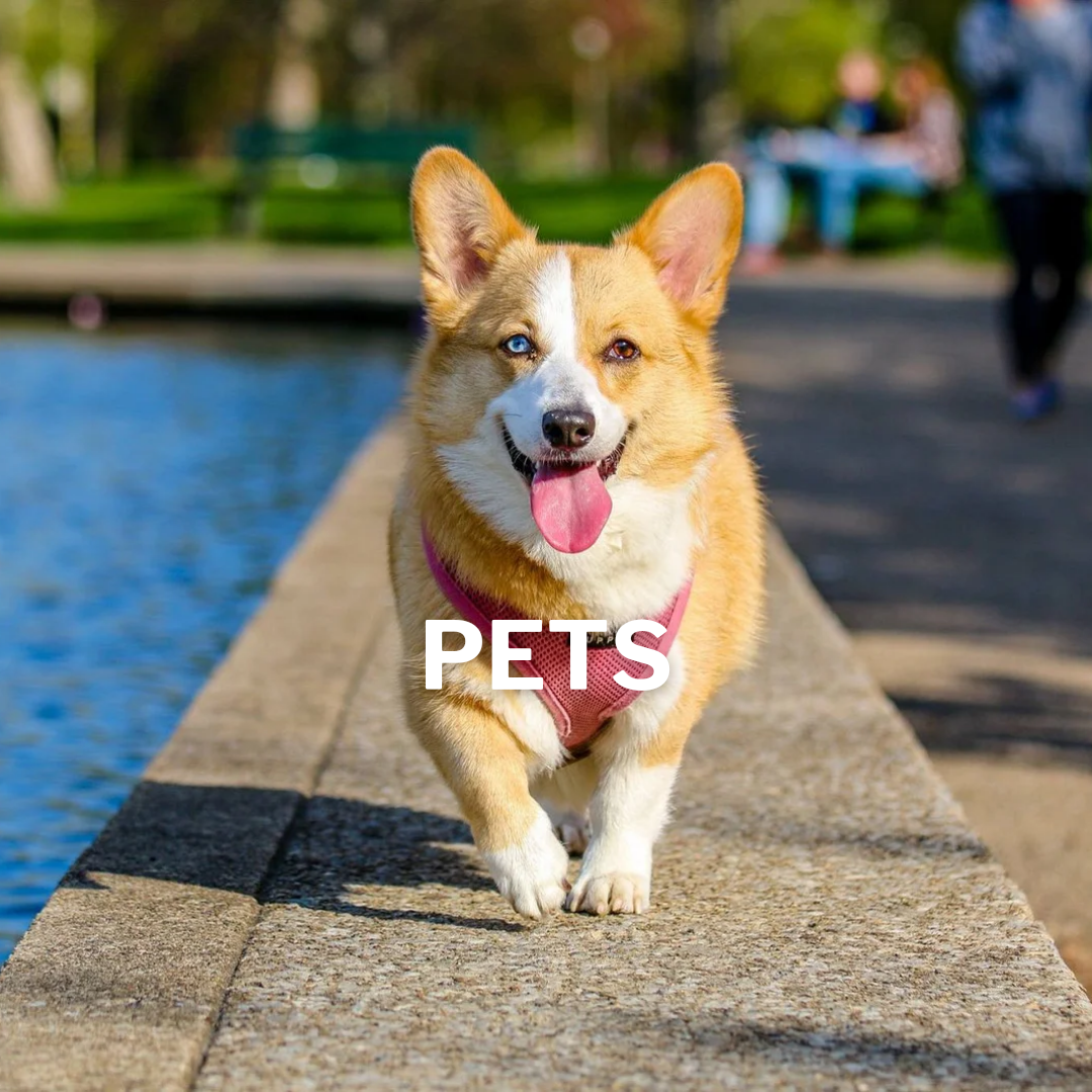 Pets Digital Marketing